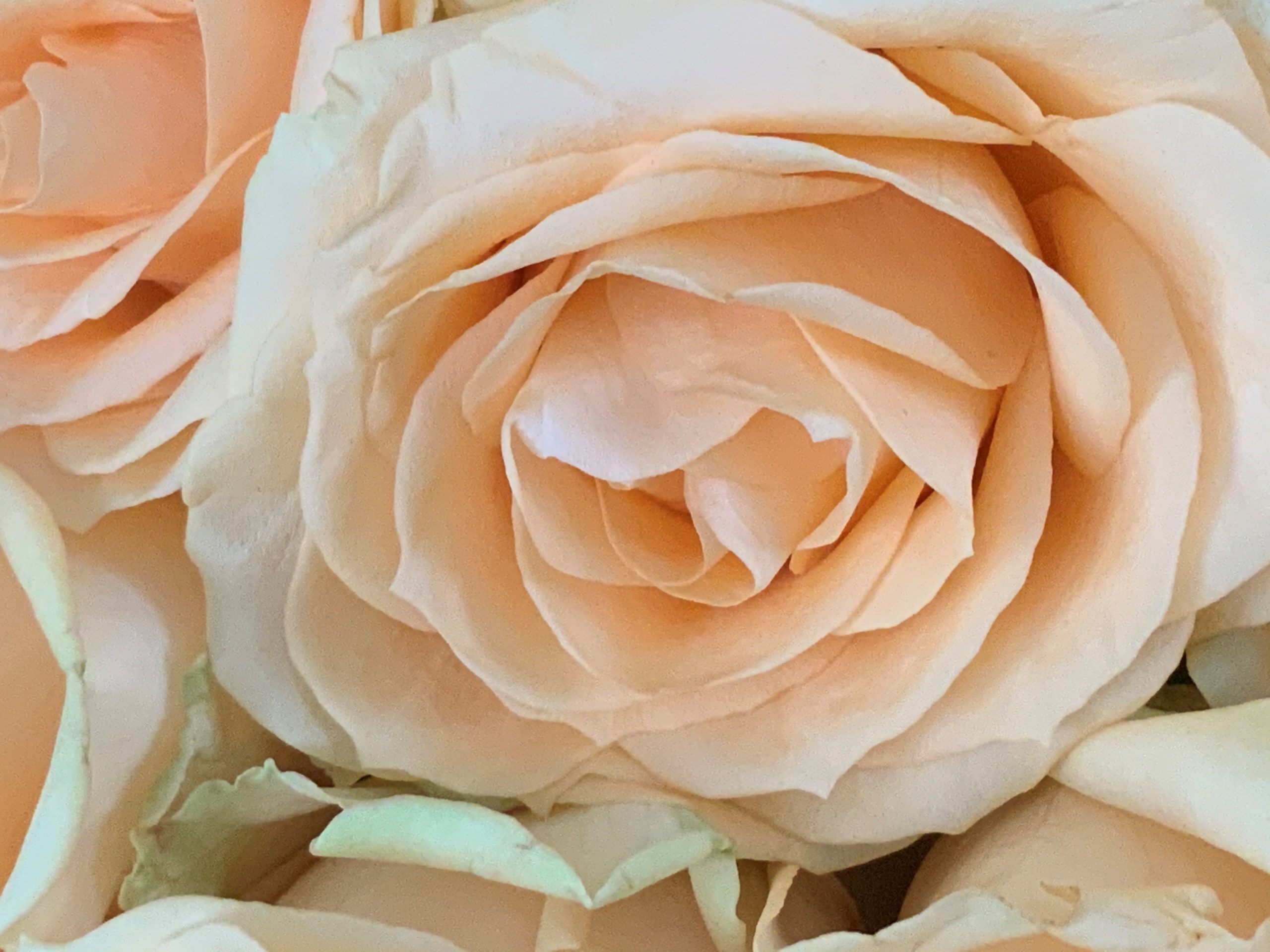 Rosen sind ein uraltes Sinnbild für Liebe. Rose